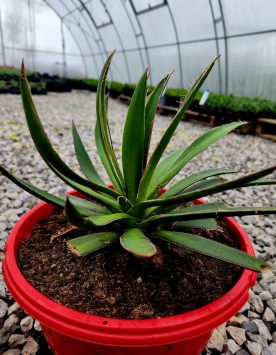 AGAVE_SP