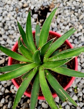 AGAVE_SP2